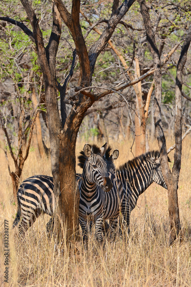 Obraz premium Zebras, grazing, at the conservation park of Lilayi Lodge, not far from Lusaka, in Zambia. 