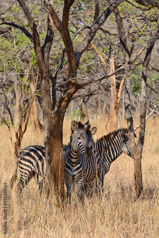Obraz premium Zebras, grazing, at the conservation park of Lilayi Lodge, not far from Lusaka, in Zambia. 