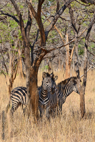 Zebras  grazing  at the conservation park of Lilayi Lodge  not far from Lusaka  in Zambia. 