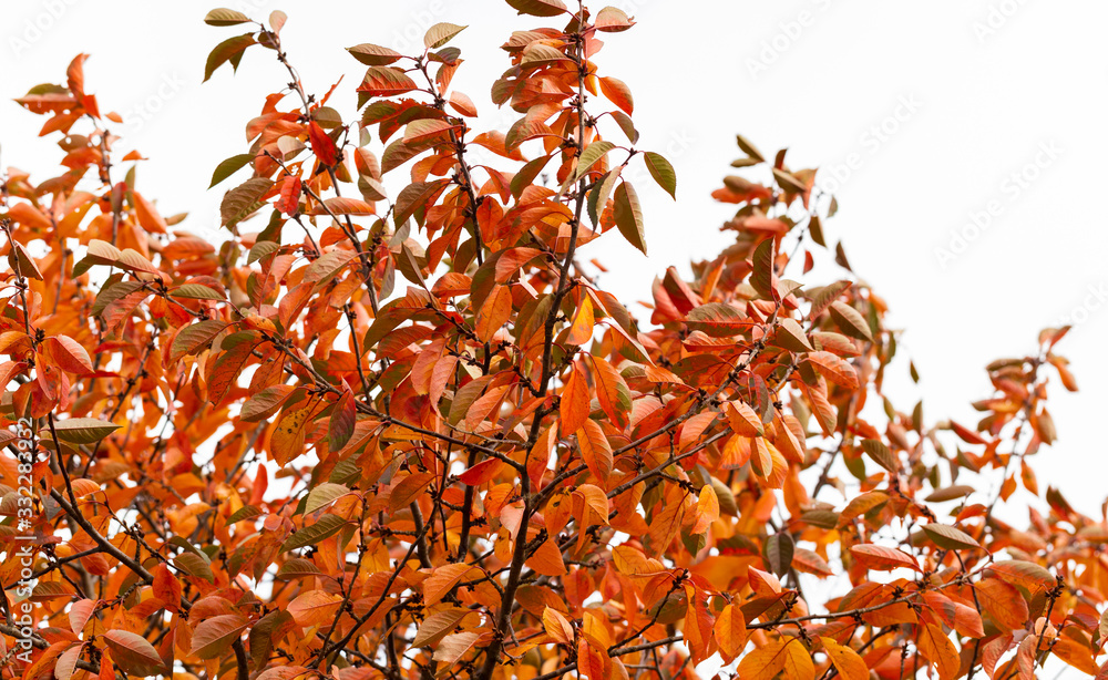Cherry tree with reddening leaves. Autumn, fall landscape with a tree full of colorful, falling leaves, sunny blue sky. Perfect seasonal theme. Flora with red-scarlet foliage. Cherry tree with reddening leaves. Autumn, fall landscape with a tree full of colorful, falling leaves, sunny blue sky. Perfect seasonal theme. Flora with red-scarlet foliage.
