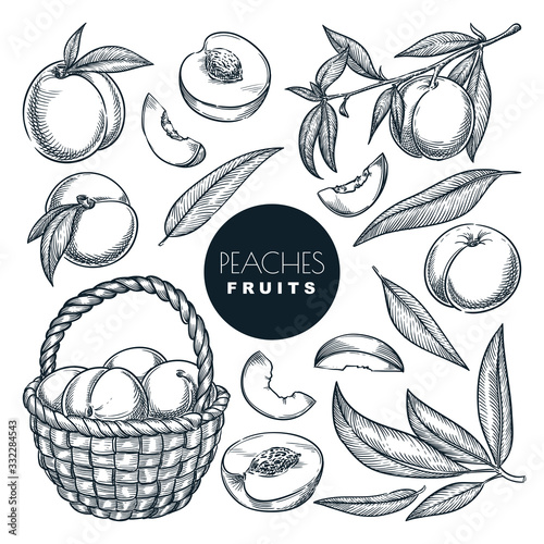 Fototapeta Peaches in basket, sketch vector illustration. Fruits harvest, hand drawn garden agriculture isolated design elements