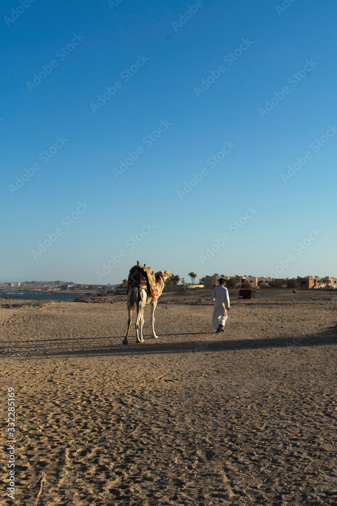 Beduin z wielbłądem na pustyni - obrazy, fototapety, plakaty 