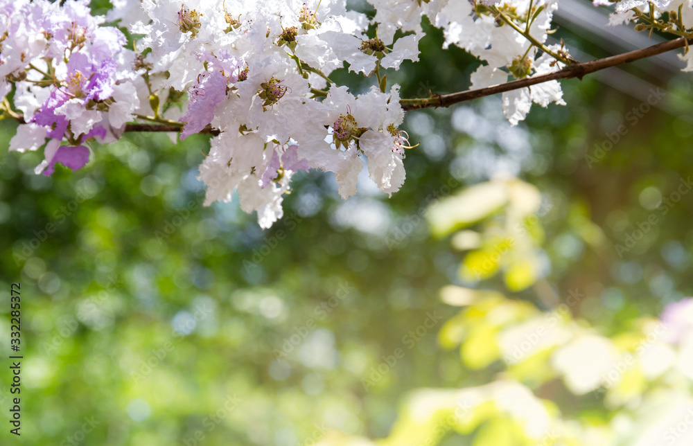 Obraz premium Natural beautiful spring flower abstract background The branch of Inthanin, a native Thai tree blooming with soft focus on a light green background, natural light for greeting cards and springs