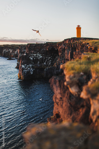 View from the cliff of Svortuloft Lighthouse in Snaefellsjokull National Park, Iceland. Orange colorful sunset, flying bird seagull, good sunny weather.