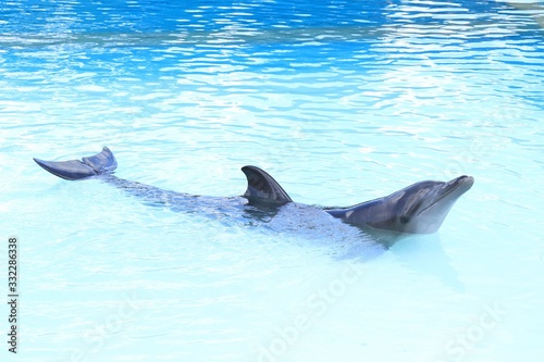 Un Delfin Posando Alegre