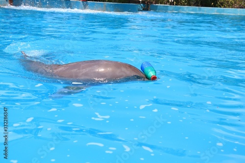 Un Delfin que Odia los Plásticos en el Océano
