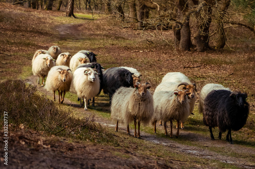 Herd of Drentse heather sheep in the forest of the national forest and esdorp landscape in the beautiful Drenthe woods in early spring photo