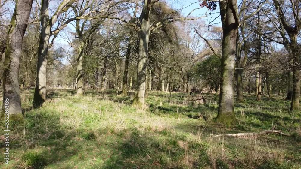 aerial video clip in the forest. Phoenix park. Dublin