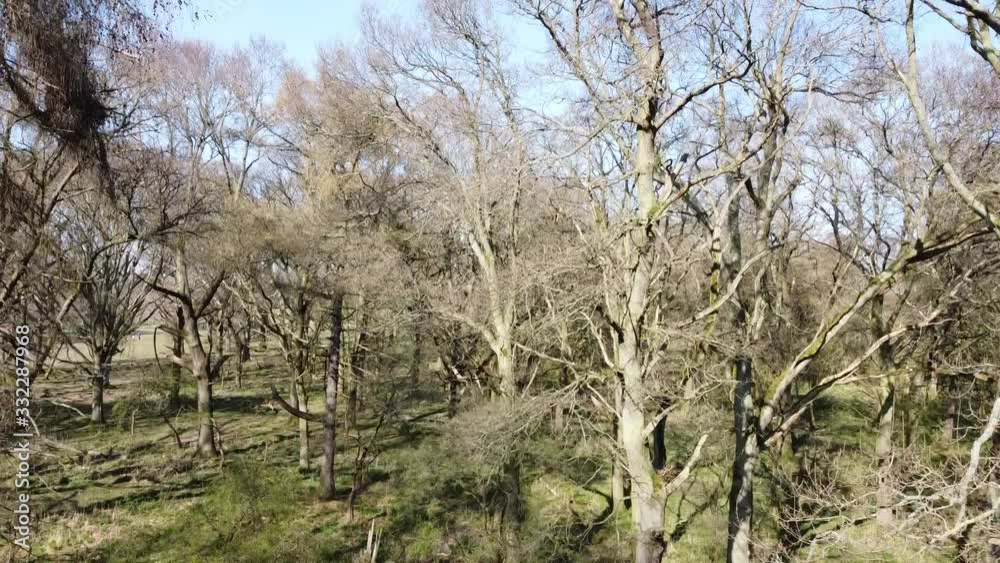 aerial video clip in the forest. Phoenix park. Dublin aerial video clip in the forest. Phoenix park. Dublin