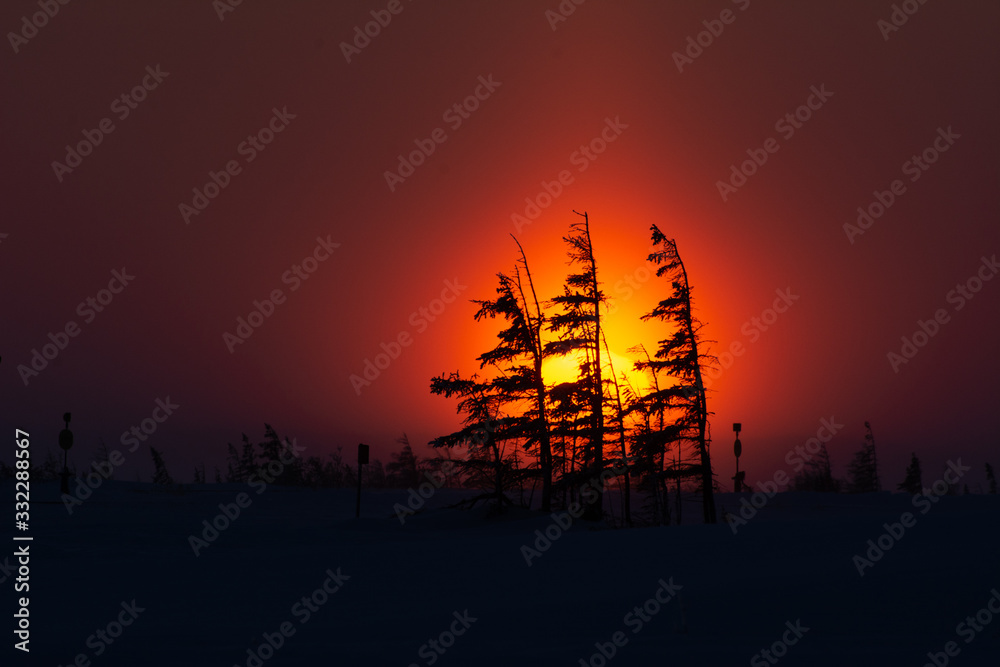 stunning glowing sunset behind spruce trees on the arctic tundra near churchill manitoba canada