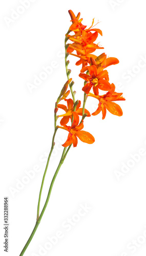 Crocosmia flower orange isolated on white background. Creative, flat lay, top view photo