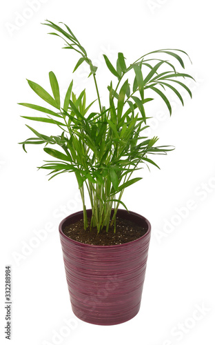 Palm chamaedorea in a pot isolated on white background