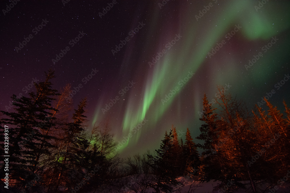 The northern lights shine strong in the sky over the boreal forest near Churchill, Manitoba