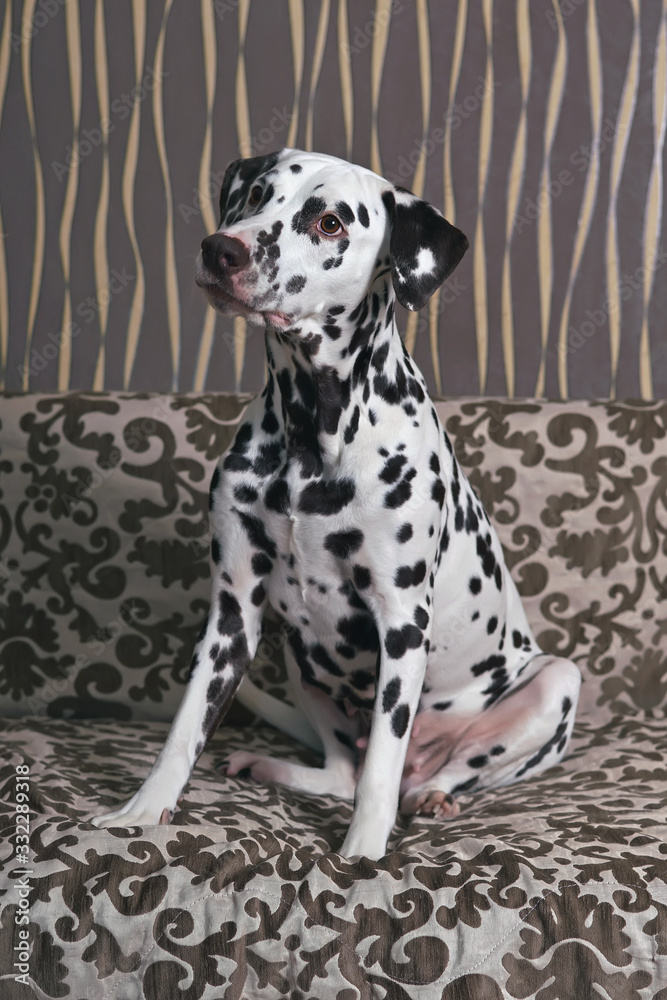 White and liver spotted Dalmatian dog posing indoors sitting on a brown couch