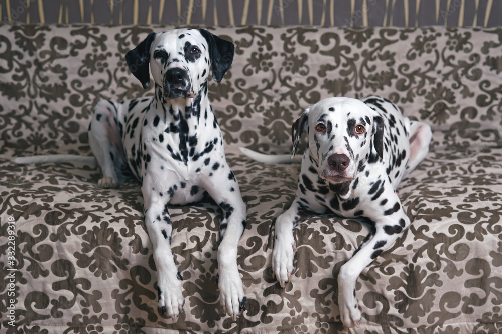 Two Dalmatian dogs (liver spotted and black spotted) posing together indoors lying down on a brown couch Two Dalmatian dogs (liver spotted and black spotted) posing together indoors lying down on a brown couch