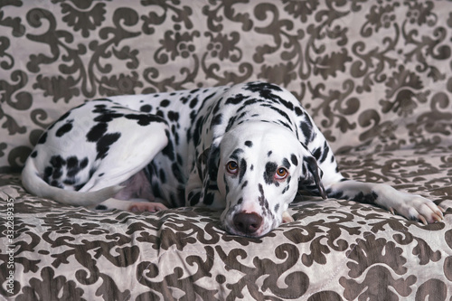 White and liver spotted Dalmatian dog posing indoors lying down on a brown couch