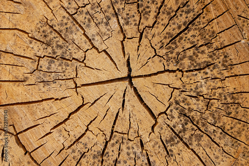 wooden old background saw cut wood cracked cracked annual rings moldy