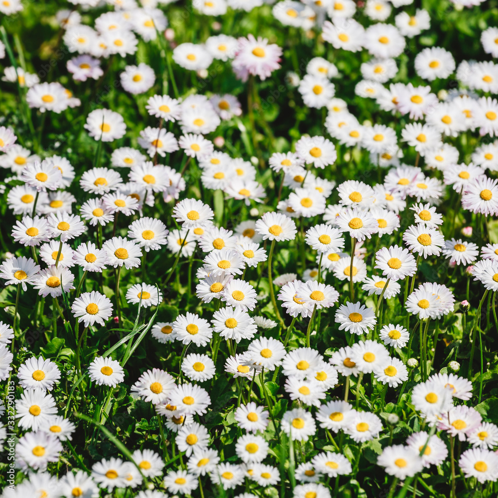 Chamomile field flowers or daisies flowers blooming in sunlight background. Summer flowers, selective focus Chamomile field flowers or daisies flowers blooming in sunlight background. Summer flowers, selective focus