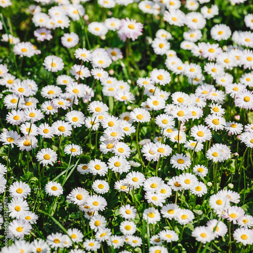 Chamomile field flowers or daisies flowers blooming in sunlight background. Summer flowers, selective focus