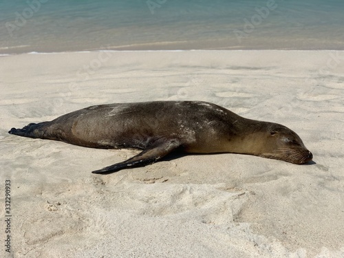 Sleeping Sea Lion in Galagapos
