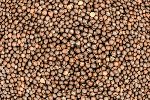 light brown background rapeseed grain many pattern foundation farm