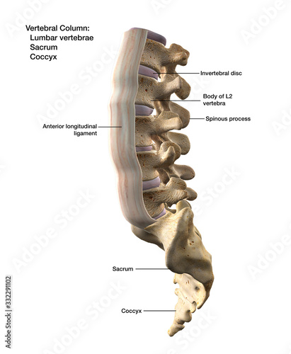 Anterior Longitudinal Ligament Isolated on Lumbar Spinal Column Labeled on White Background