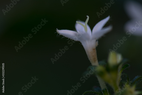 white flower