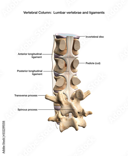 Posterior Longitudinal Ligament of the Human Spinal Column Labeled on White Background photo