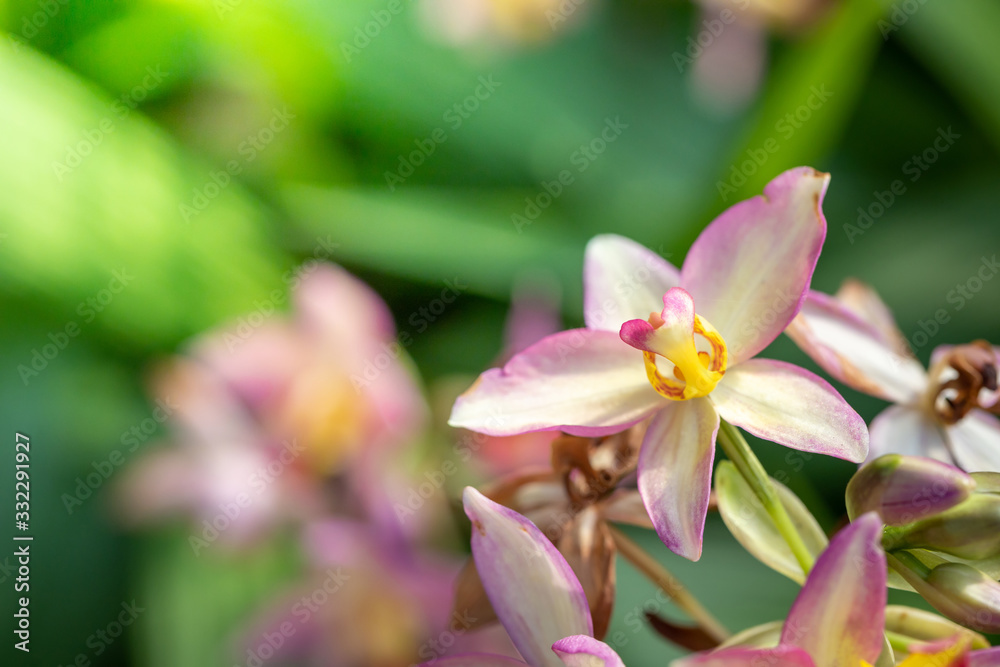 Beautiful blooming orchids in forest Beautiful blooming orchids in forest