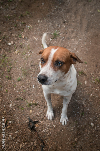 perro callejero de color blanco y marrón mirando hacia arriba con nostalgia con las orejas hacia atras 
