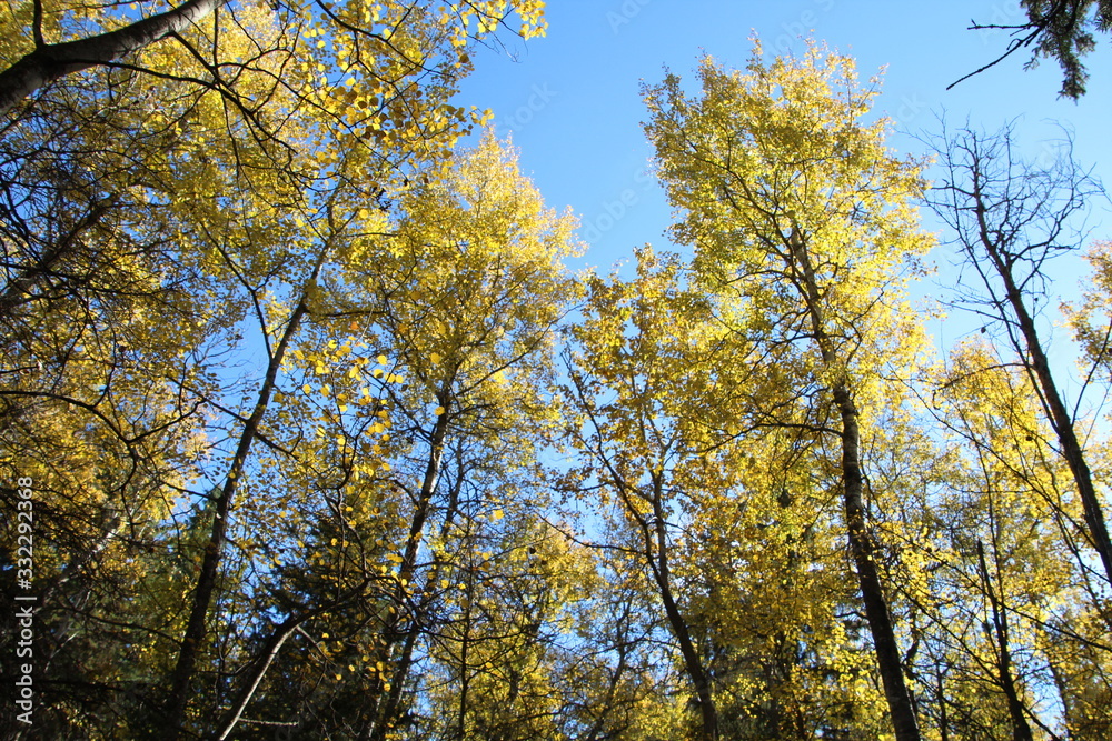 Beauty Of Autumn, Whitemud Park, Edmonton, Alberta Beauty Of Autumn, Whitemud Park, Edmonton, Alberta