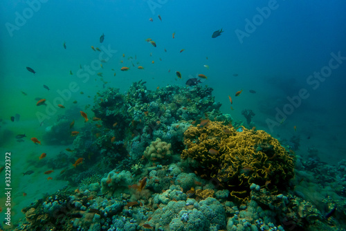 Coral reef full of marine life and colorful fishes