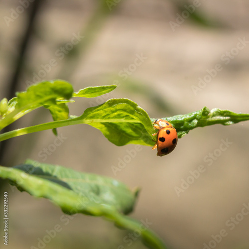 Macro nature of ladybug creep up on flower leaf