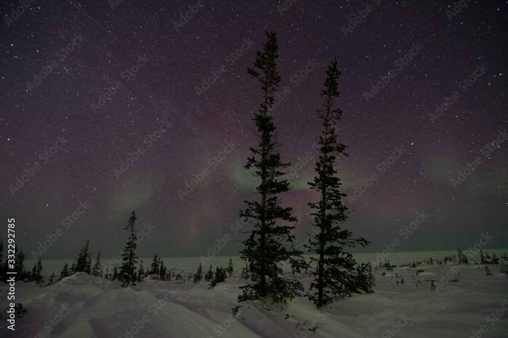 Naklejka premium northern lights aurora borealis in churchill manitoba canada