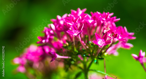 pink flowers in the garden © Edwin