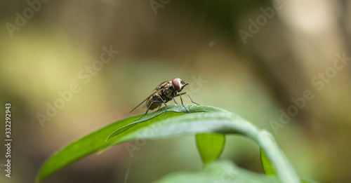 Housefly insect sitting on flower leaf with nature background