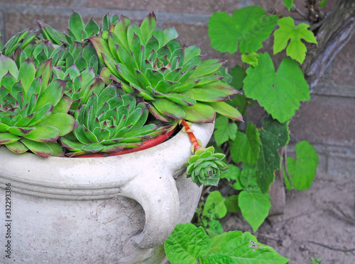 Ordinary houseleeks (sempervivum tectorum) or thunder leaf in gray qtone potl, this succulent (crassulaceae family) grows best in a dry, sunny environment. Selective focus photo