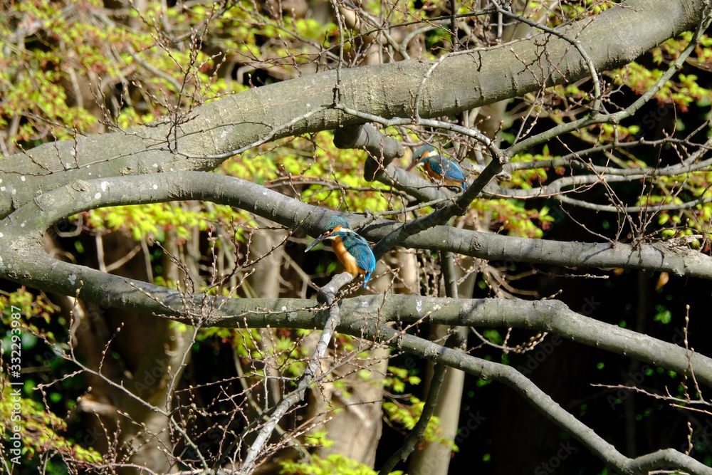 kingfisher on branch kingfisher on branch