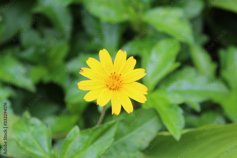 Blossomed flower in the grass Blossomed flower in the grass