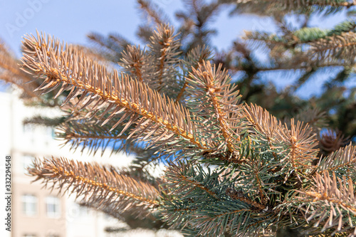 branches of blue spruce which changed color of needles to brown  Picea pungens on background of houses  selective focus