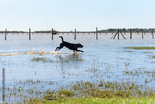 Black Labrador Dog playing in the water