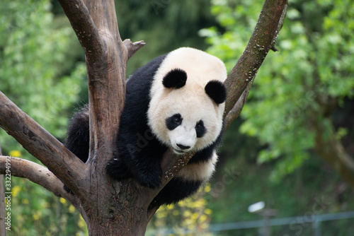 Fototapeta Naklejka Na Ścianę i Meble -  giant panda climbing a tree in china