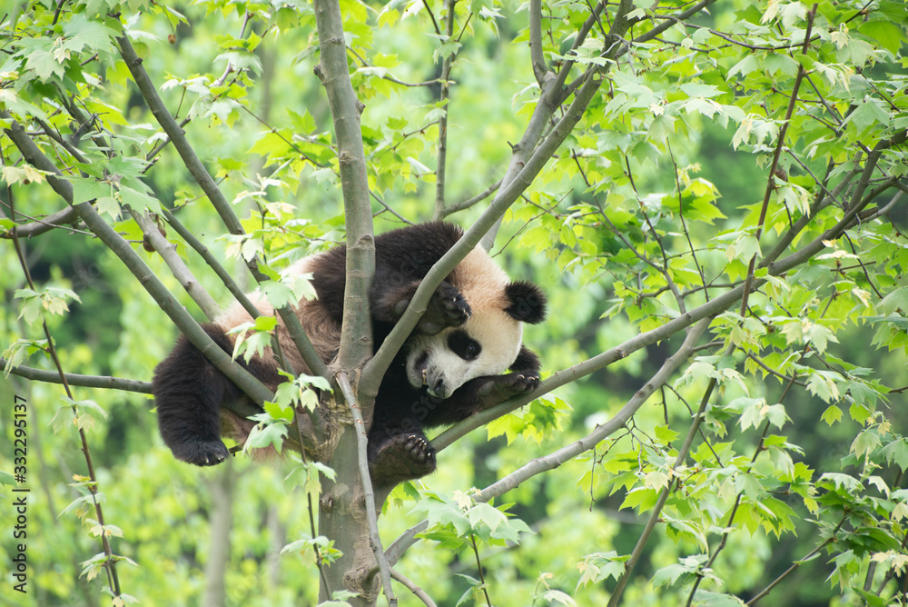 Obraz premium giant panda in a tree with fall colours