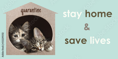 Coronavirus spread prevention concept. Two kittens peeking out of their house and a call to stay at home. Horizontal banner with text Stay Home