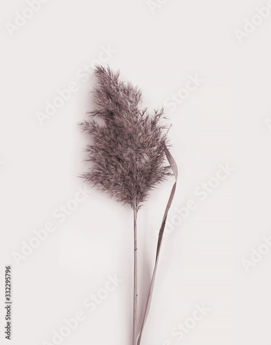 Dried pampas grass. Plant leaves. Botanical art. Photography on beige background.
