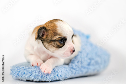 tiny three weeks old Chihuahua puppy lying down in blue slipper close-up on white background 