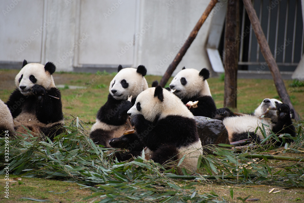 giant panda cubs eating bamboo in china nature reserve giant panda cubs eating bamboo in china nature reserve