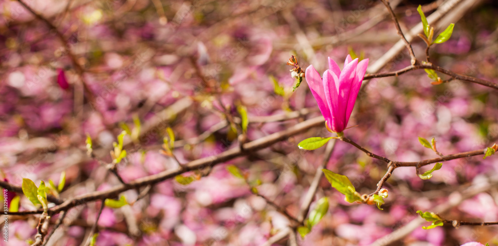 Magnolia in the garden is inspiration Magnolia in the garden is inspiration