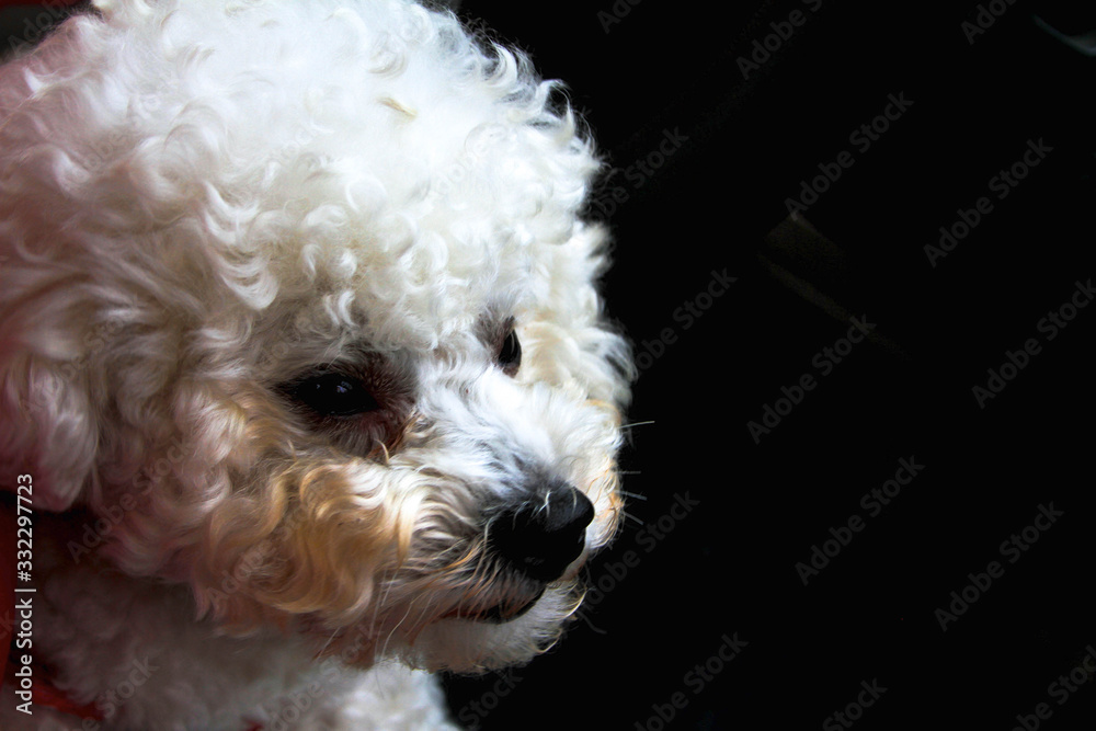 Maltese dog portrait close up