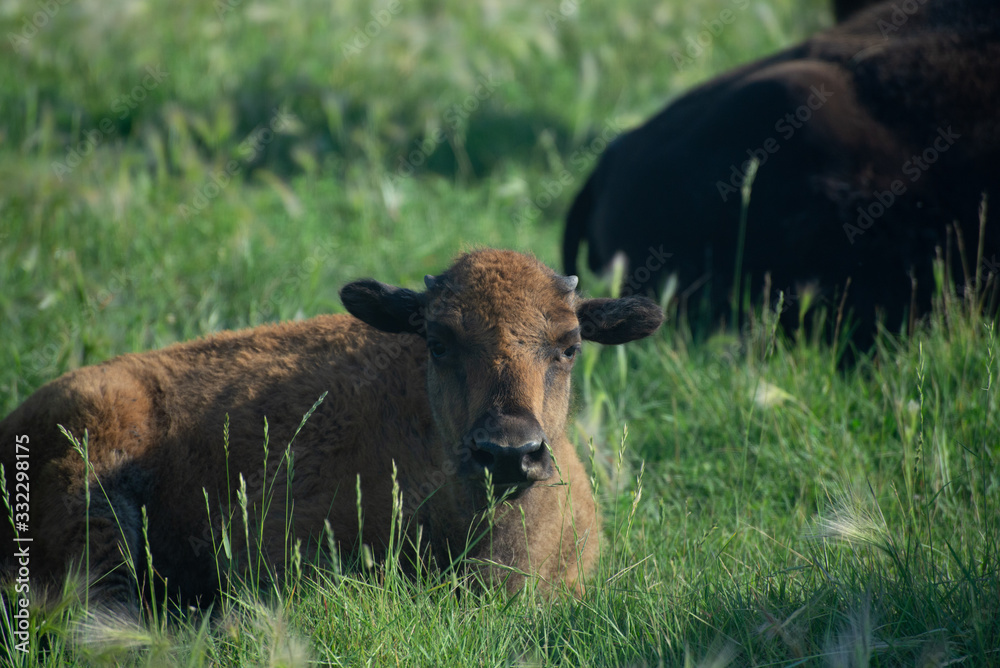 Fototapeta premium bison buffalo